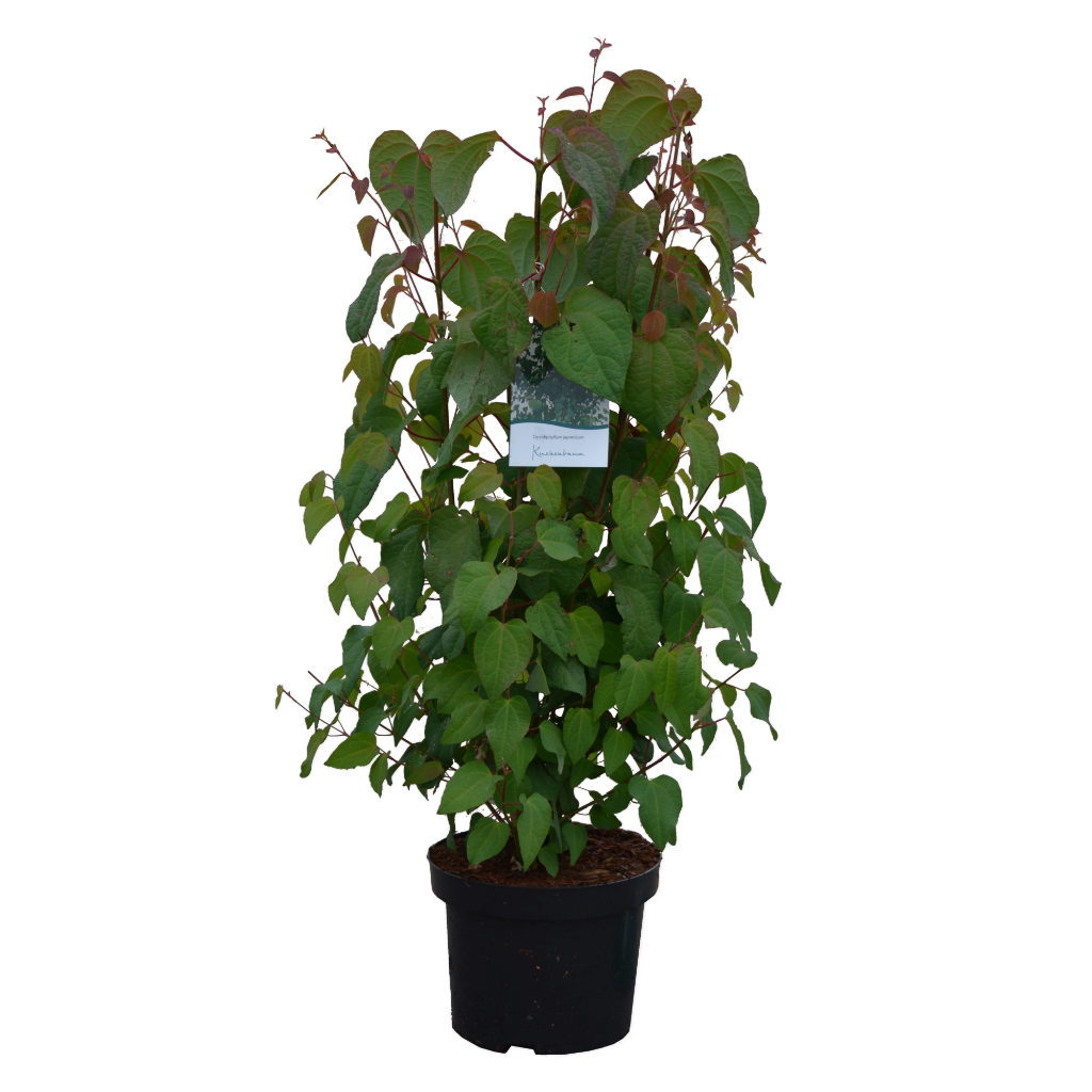 Lebkuchenbaum