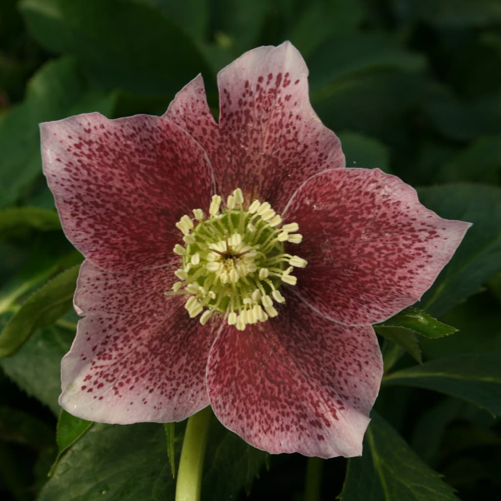 Lenzrose 'Montsegur' Rot