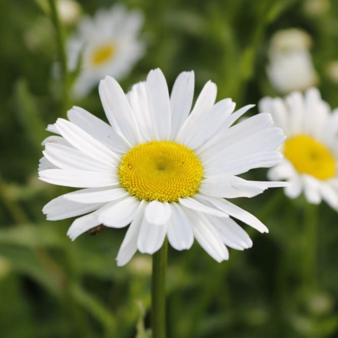 Leucanthemum vulgare 'Maikönigin'