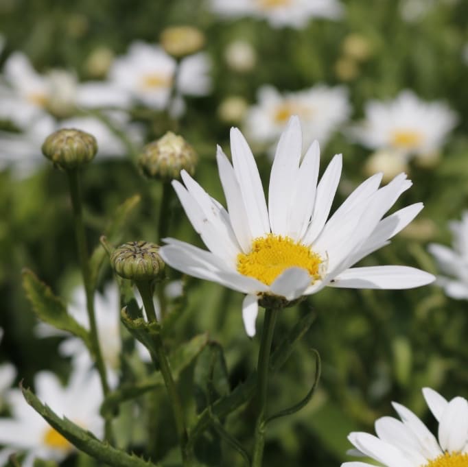 Leucanthemum x superbum 'Silberprinzesschen'
