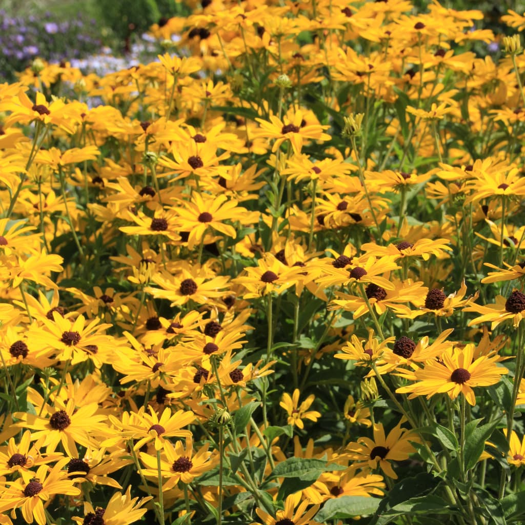 Leuchtender Sonnenhut 'Goldsturm' Gelb