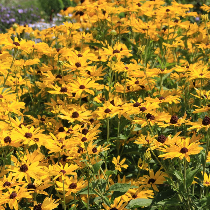 Leuchtender Sonnenhut 'Goldsturm' Gelb