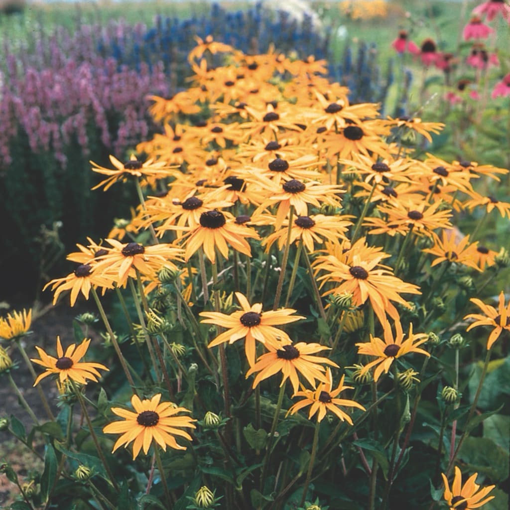 Leuchtender Sonnenhut 'Goldsturm' Gelb