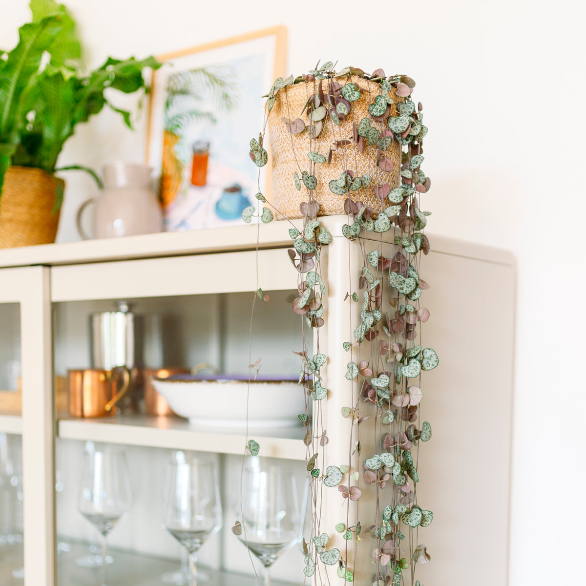 Leuchterblume 'String of Hearts' im Wohnzimmer