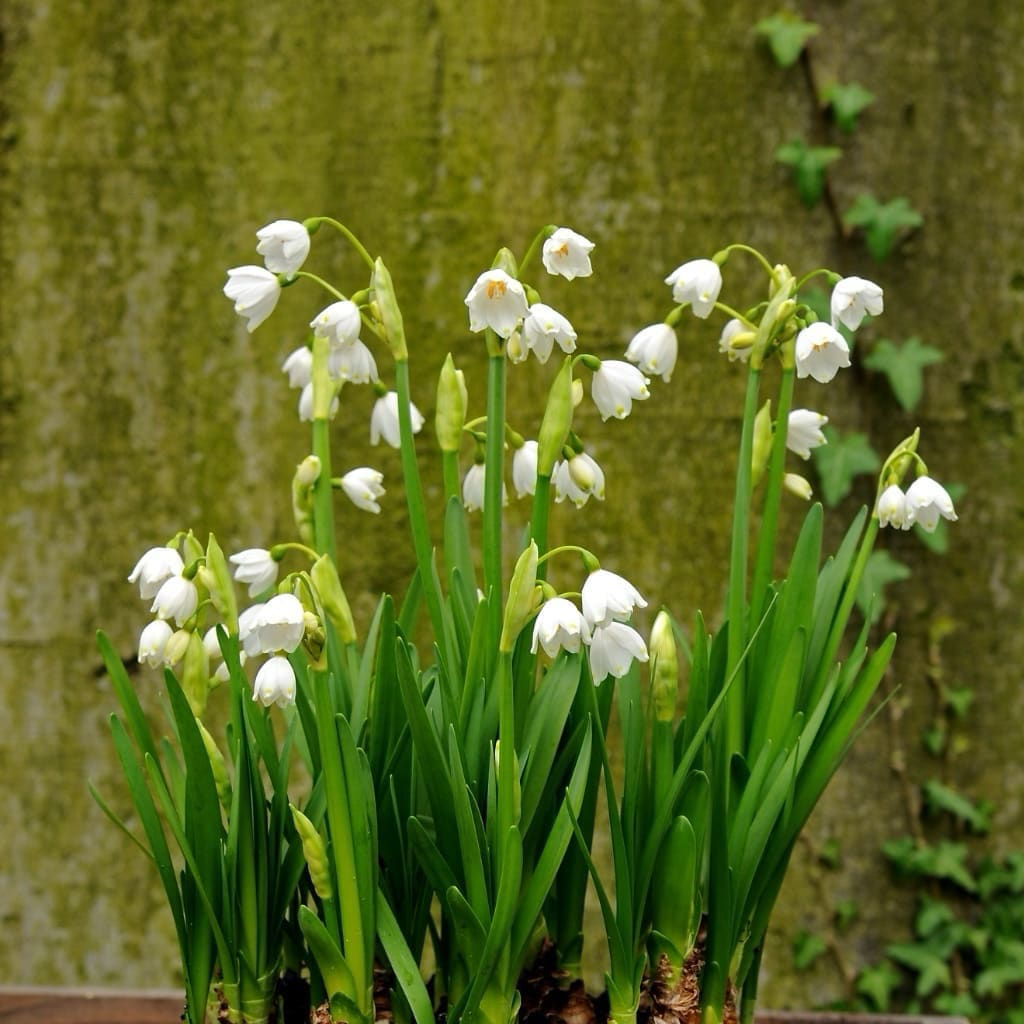 Leucojum aestivum