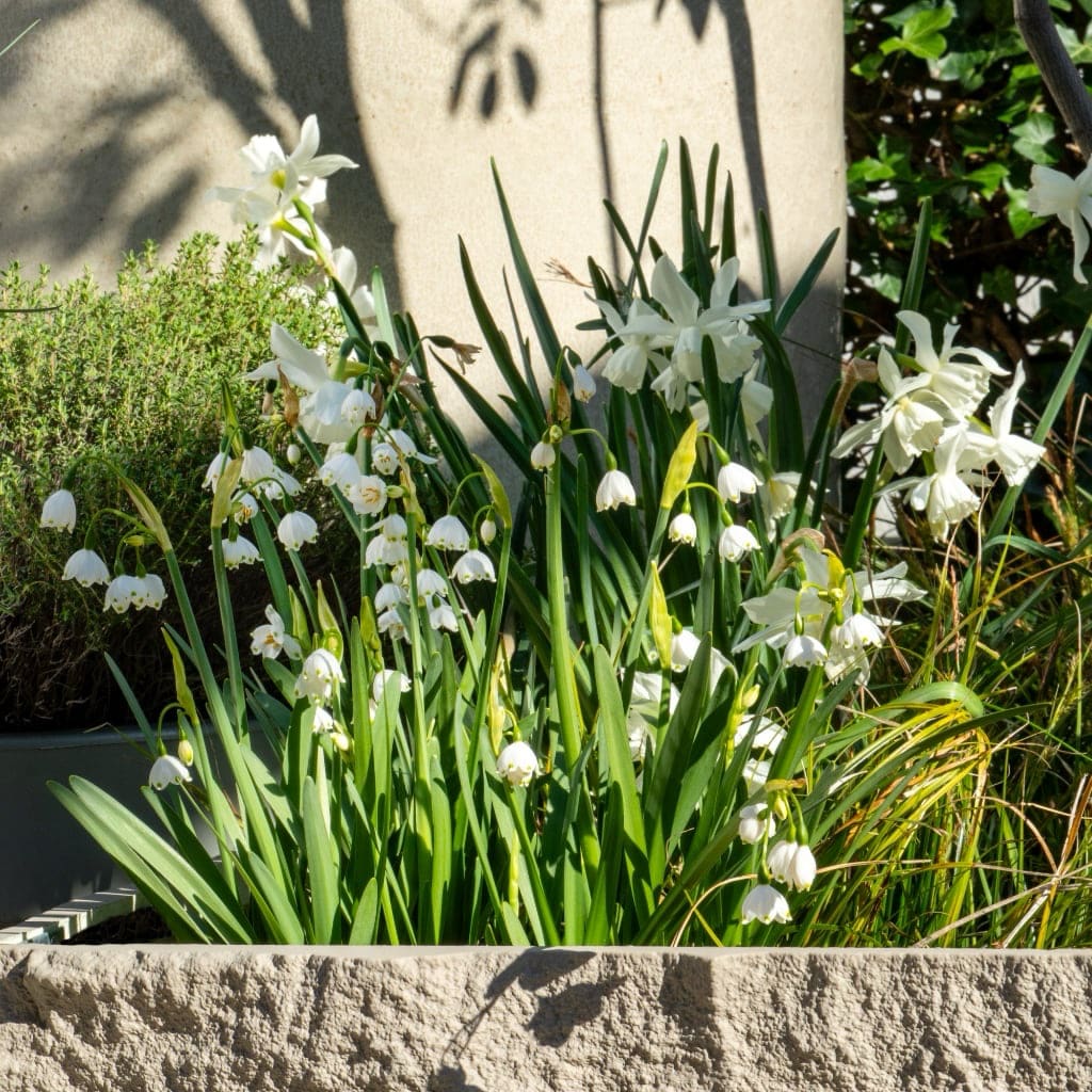 Leucojum aestivum