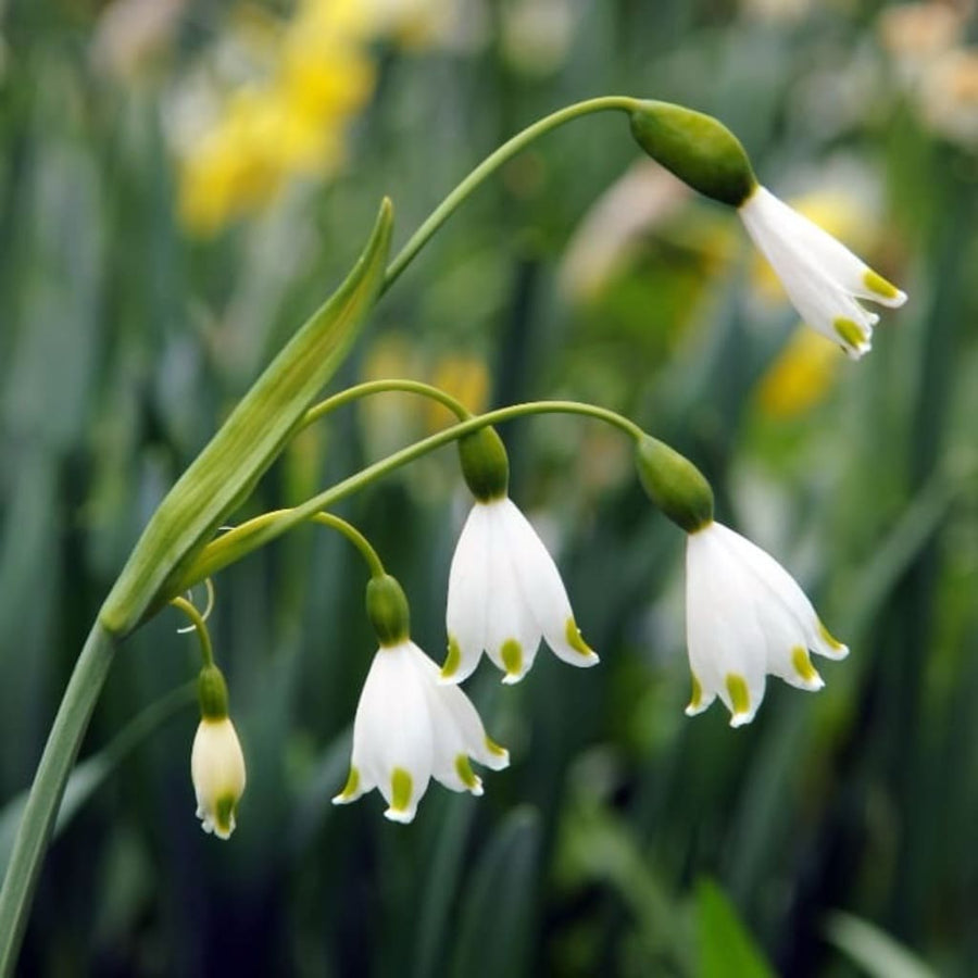 Leucojum aestivum
