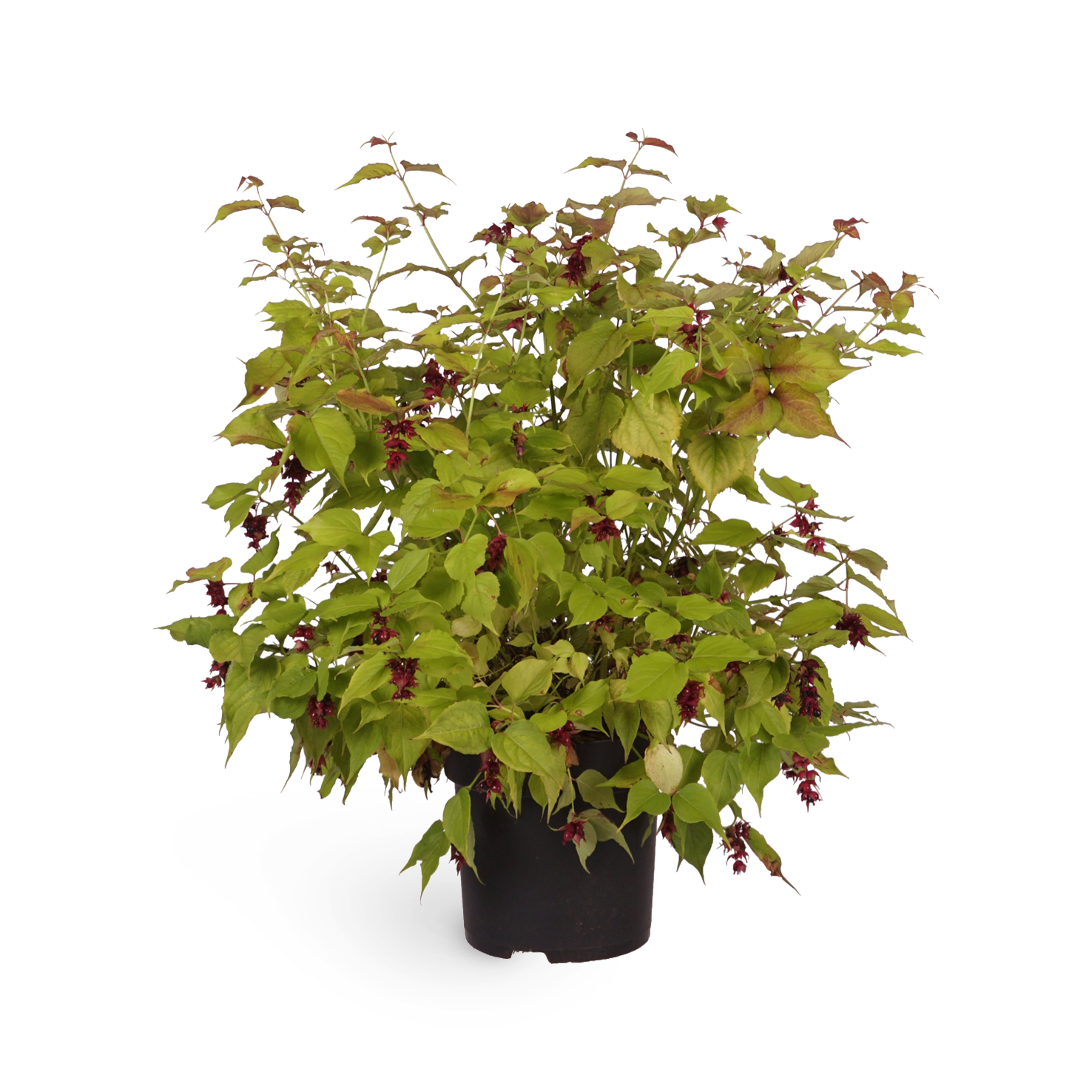 Leycesteria formosa 'Little Lanterns'®