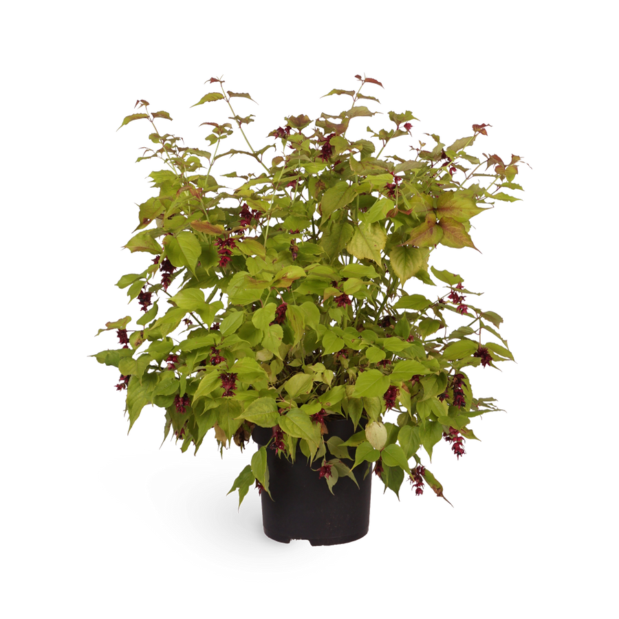 Leycesteria formosa 'Little Lanterns'®