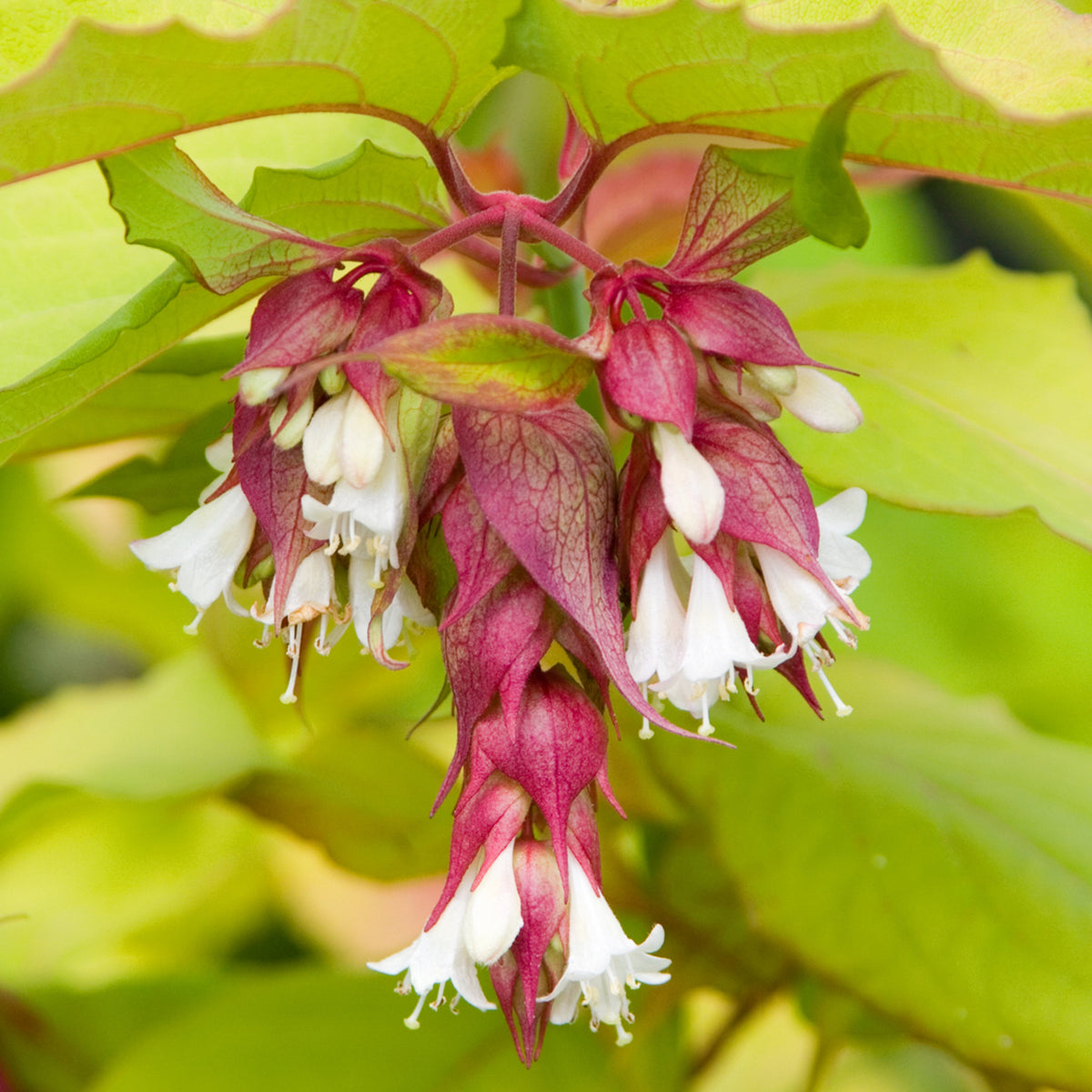 Leycesteria formosa 'Little Lanterns'®