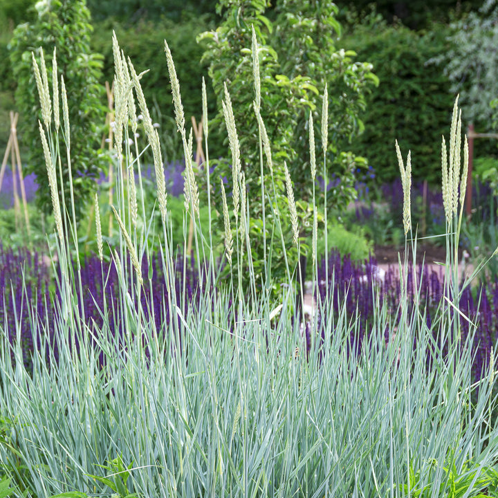 Ähren von Leymus arenarius 'Blue Dune'