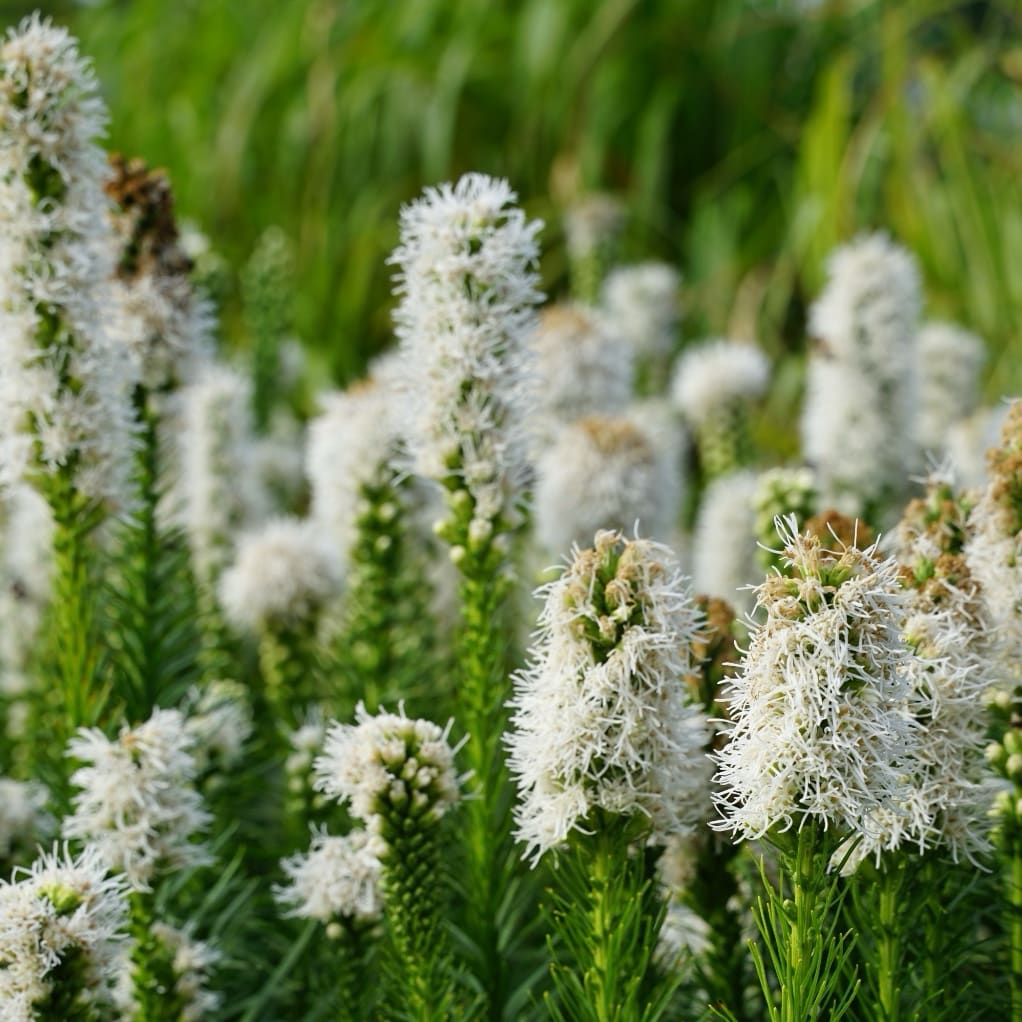 Liatris spicata 'Floristan Weiss'