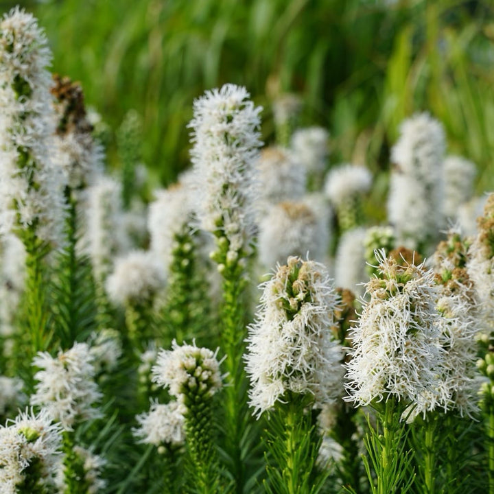 Liatris spicata 'Floristan Weiss'