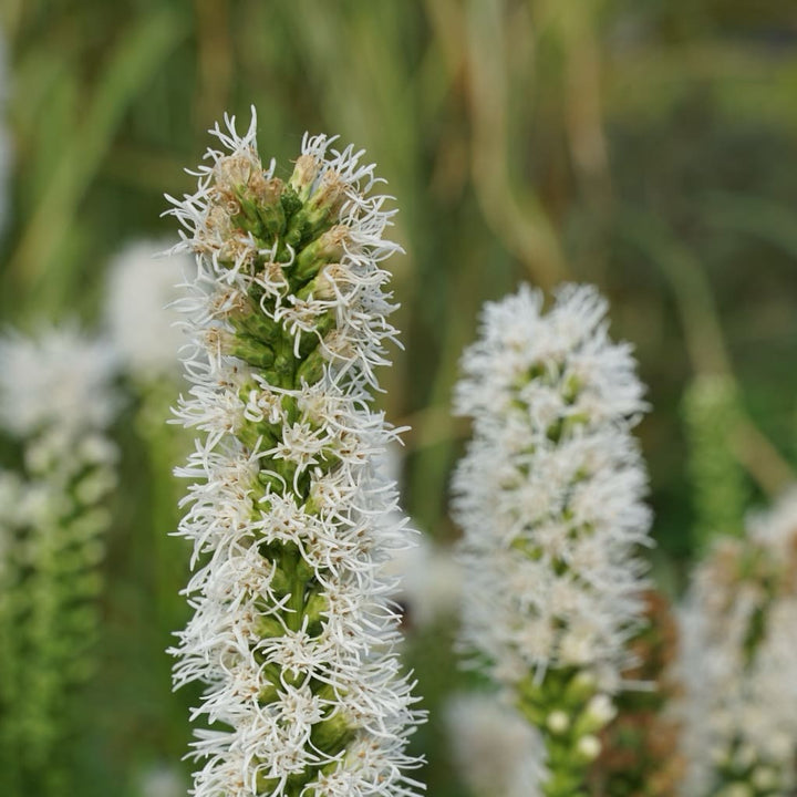 Liatris spicata 'Floristan Weiss'