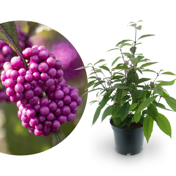Liebesperlenstrauch 'Profusion' Lila