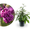 Liebesperlenstrauch 'Profusion' Lila