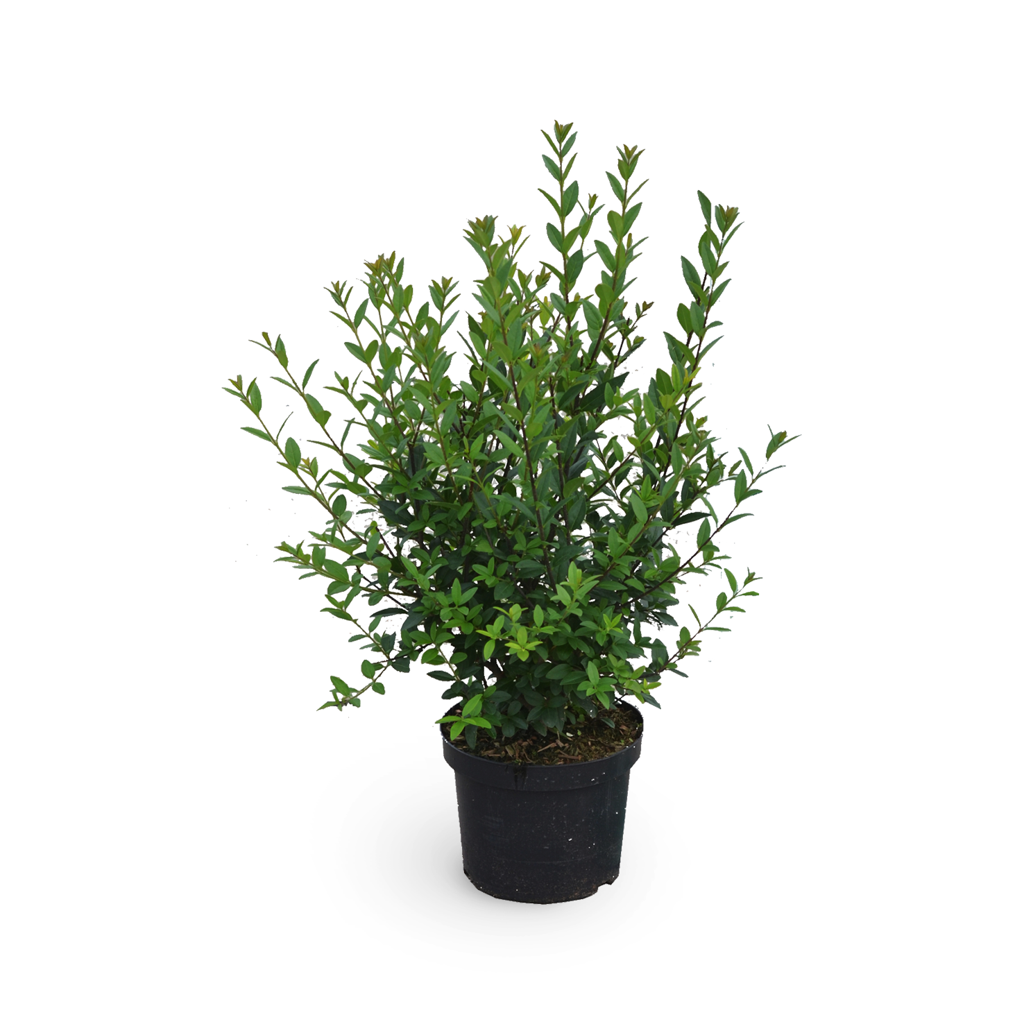 Liguster 'Atrovirens Select'