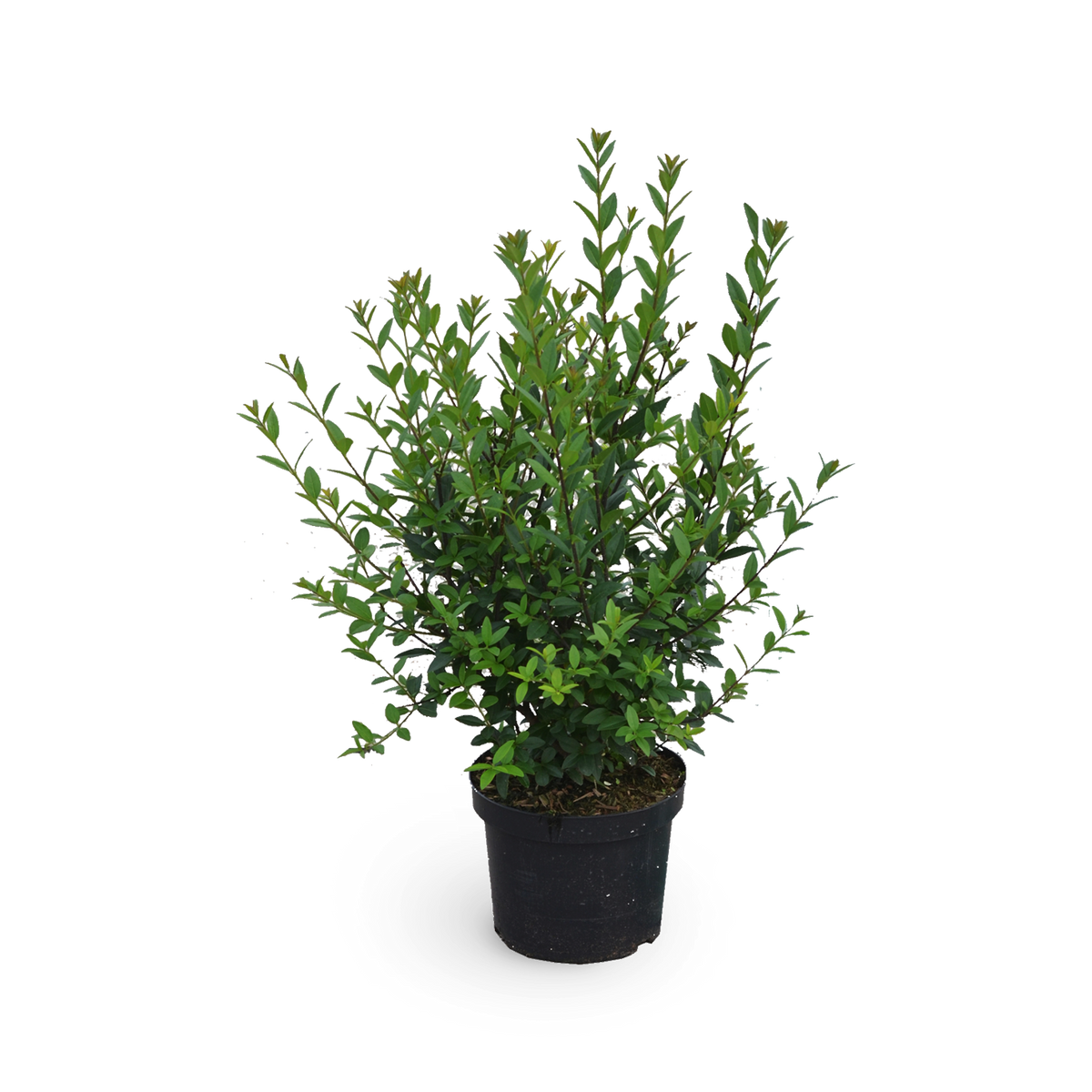 Liguster 'Atrovirens Select'