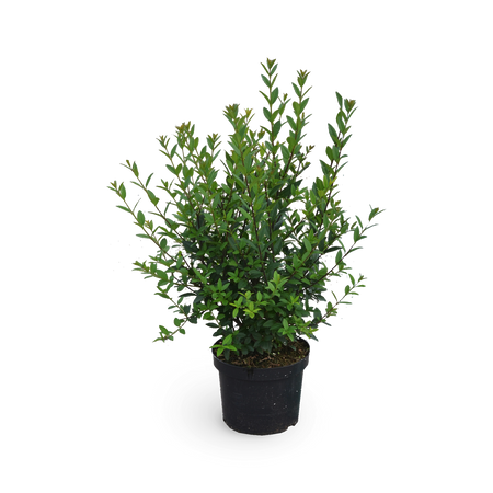 Liguster 'Atrovirens Select' kaufen