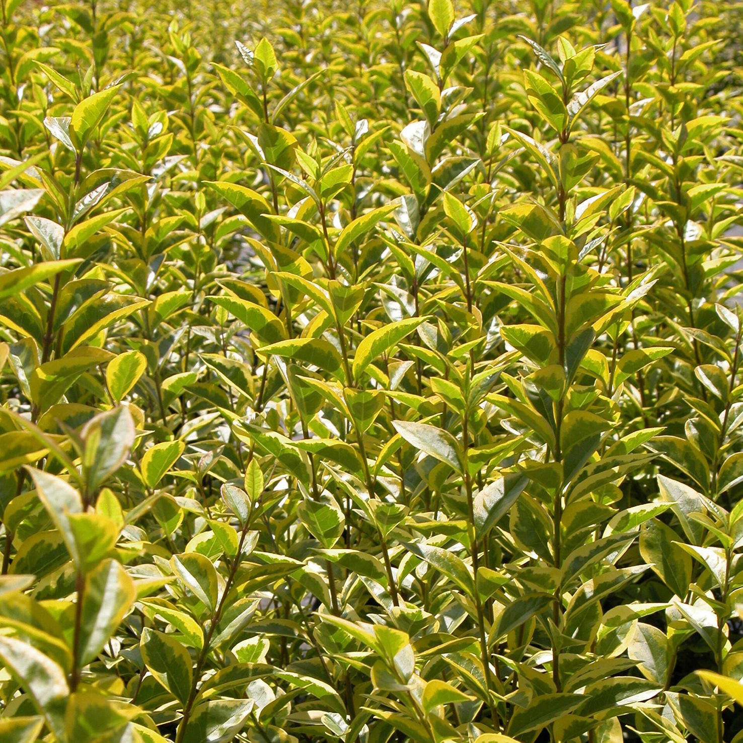 Goldliguster 'Aureum' kaufen