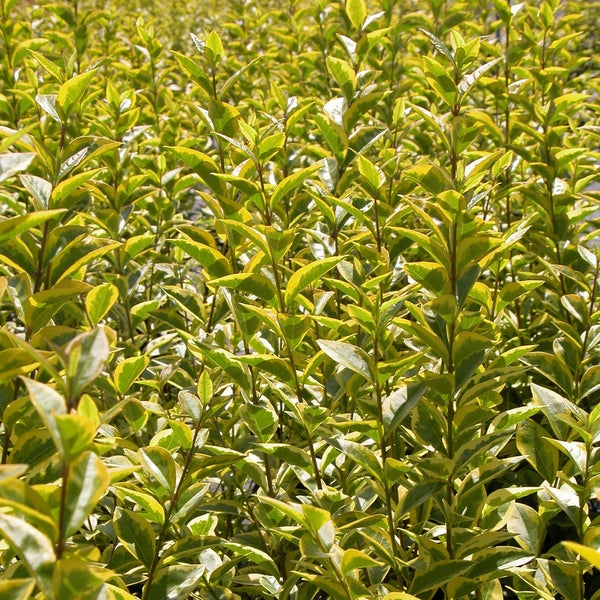 Ligustrum ovalifolium 'Aureum'