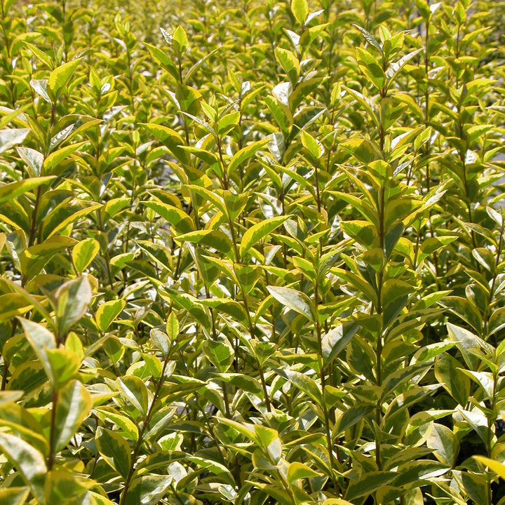 Ligustrum ovalifolium 'Aureum'