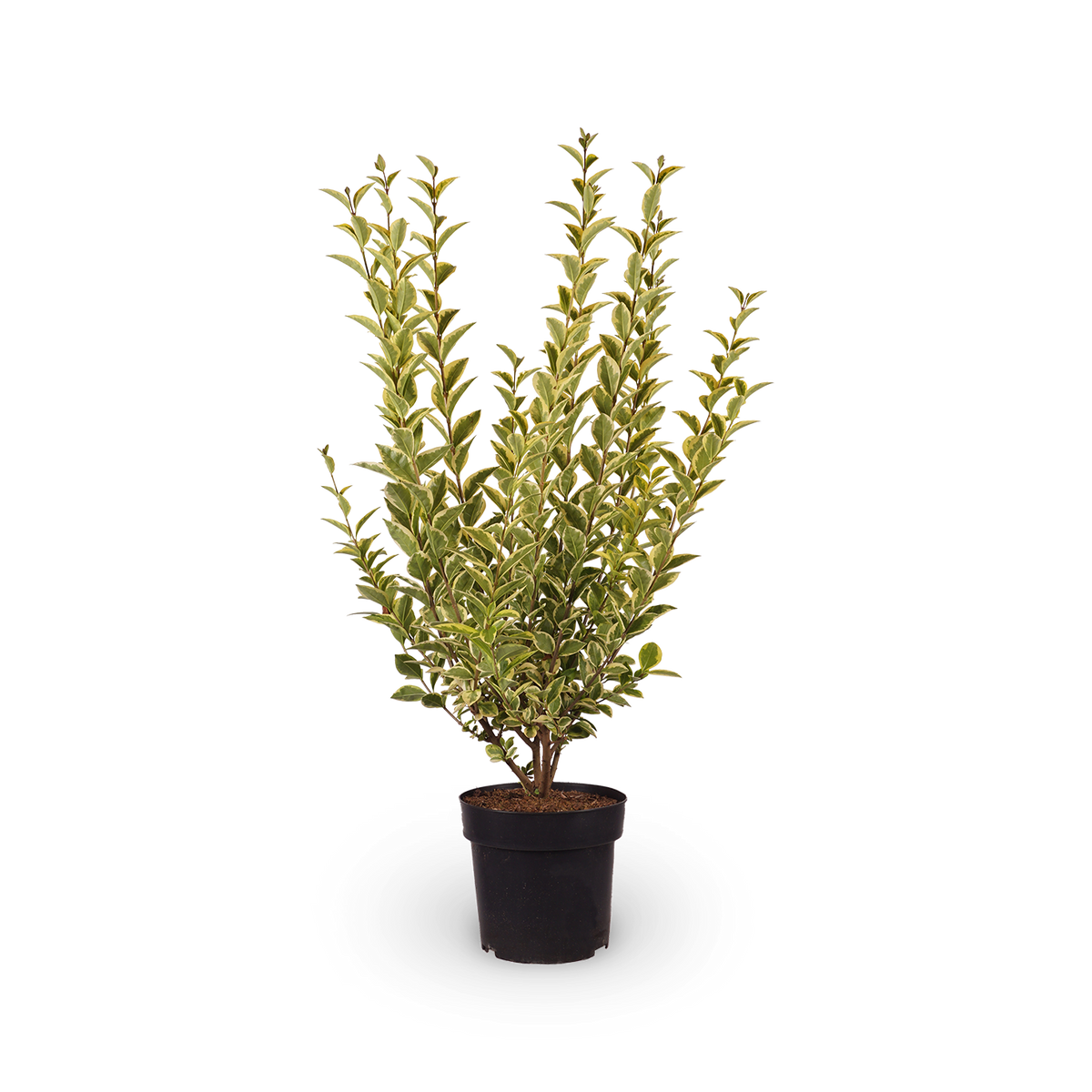Ligustrum ovalifolium 'Aureum'