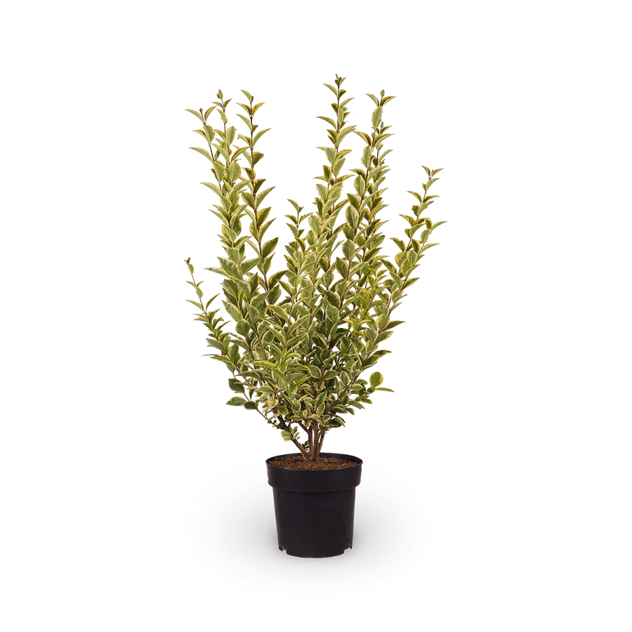 Ligustrum ovalifolium 'Aureum'