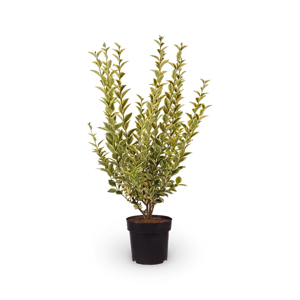 Ligustrum ovalifolium 'Aureum'