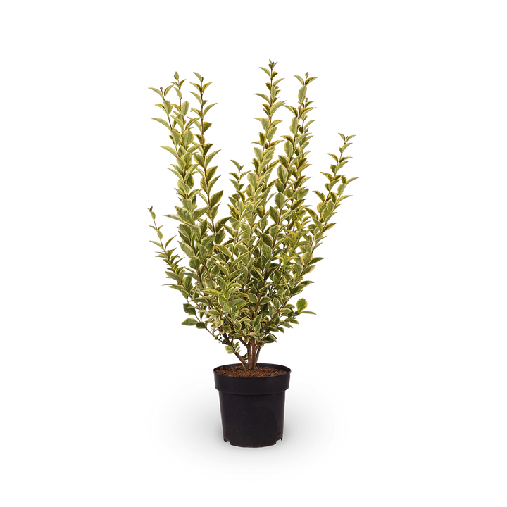 Ligustrum ovalifolium 'Aureum'