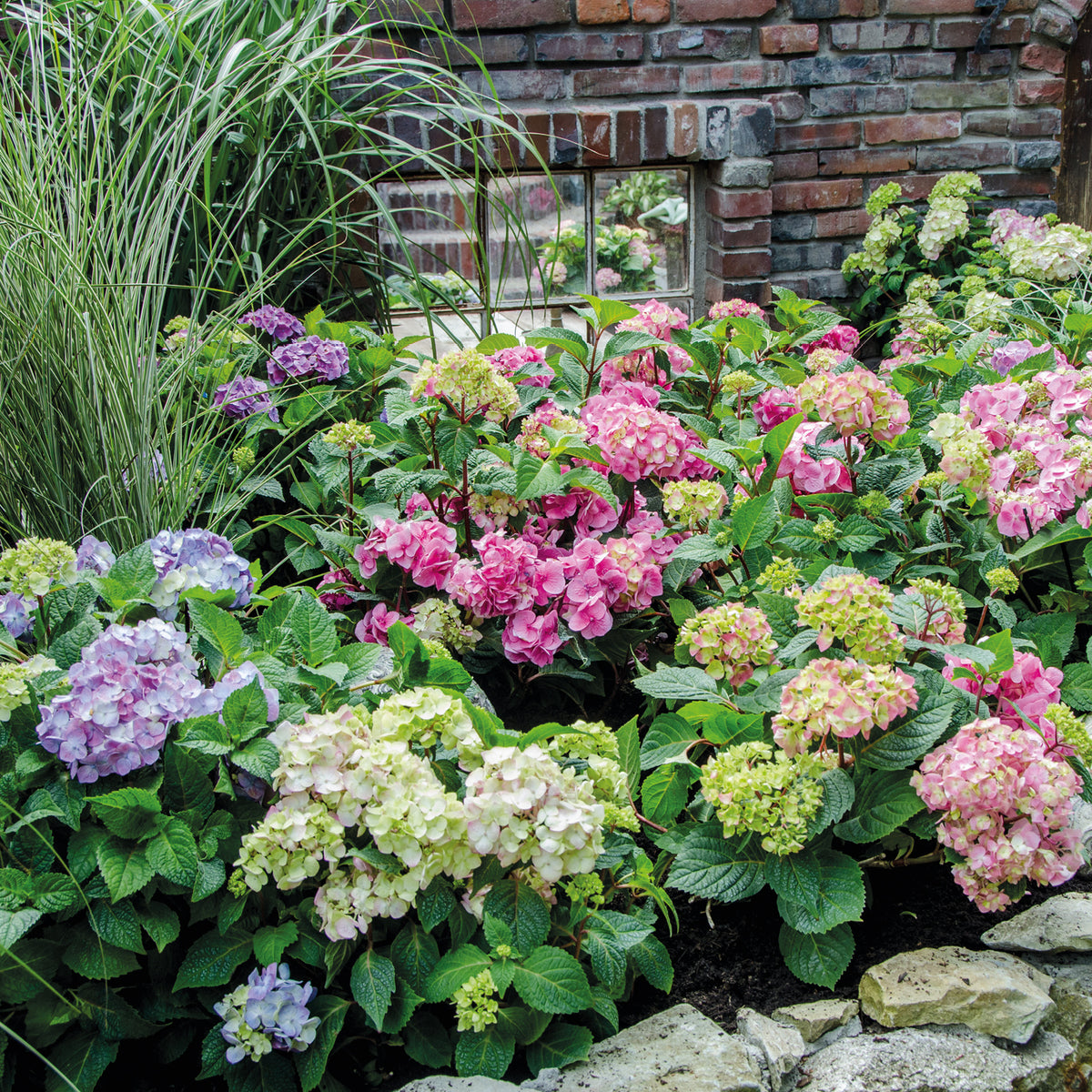 Hortensie Endless Summer® 'Summer Love' Lila im Beet