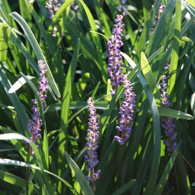 Lilientraube 'Big Blue' Violett