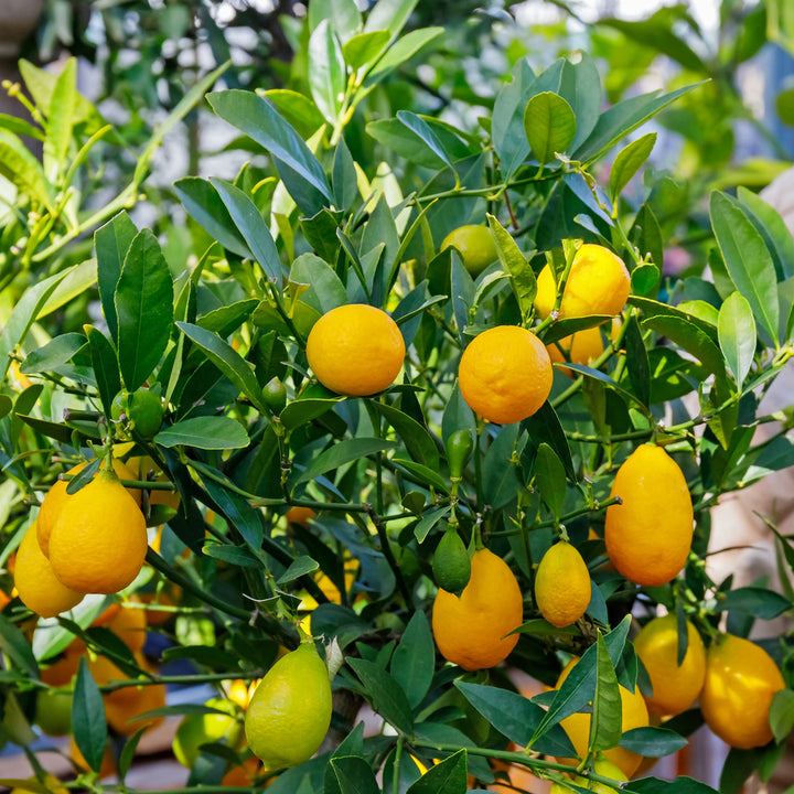 Limequat mit Früchten am Strauch