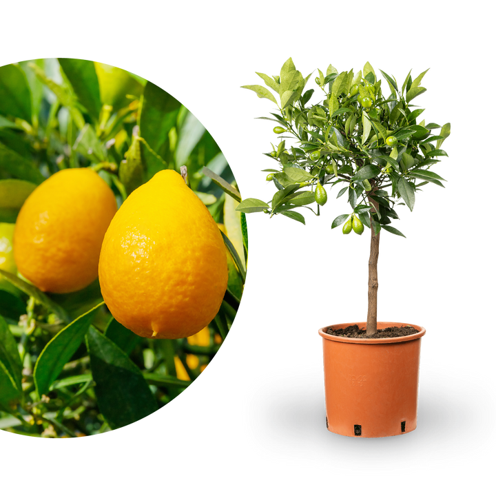 Limequat