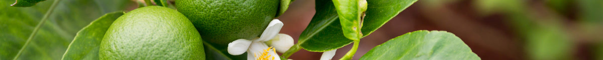 Limettenbaum