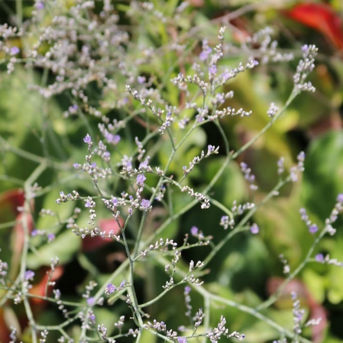 Limonium latifolium