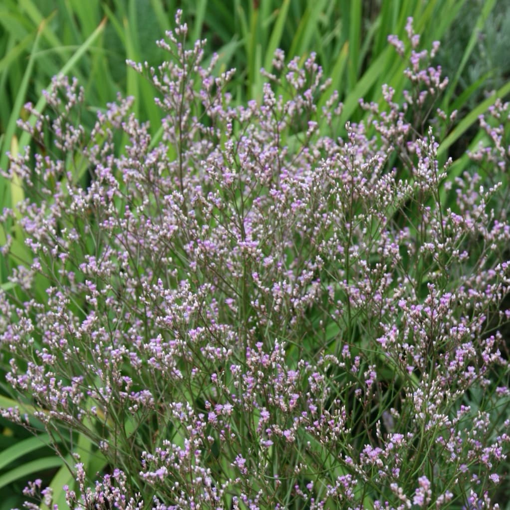 Limonium latifolium
