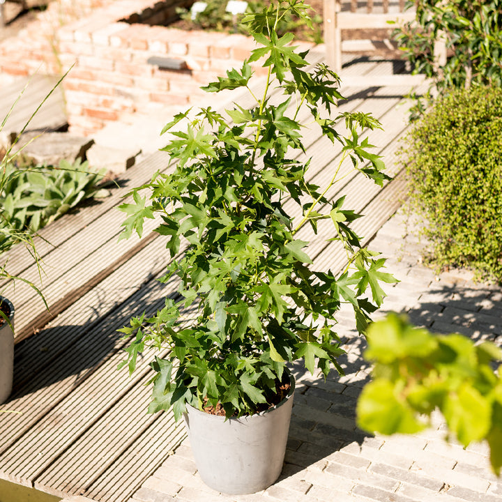 Amberbaum 'Worplesdon' im Topf