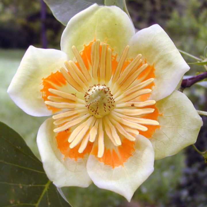 Liriodendron tulipifera