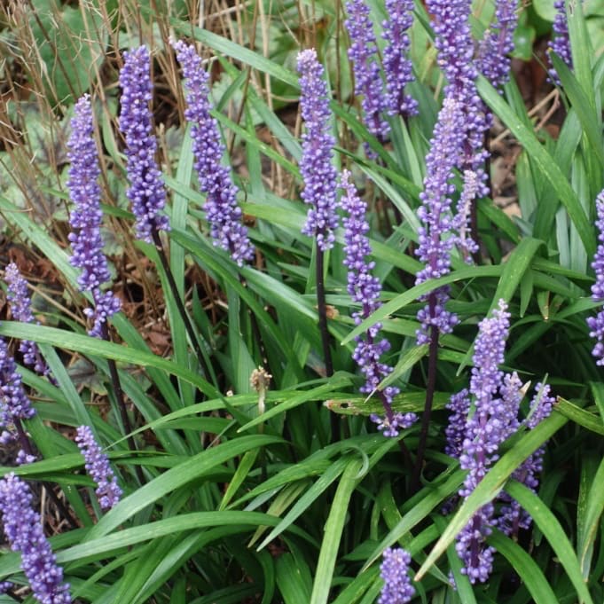 Liriope muscari 'Big Blue'