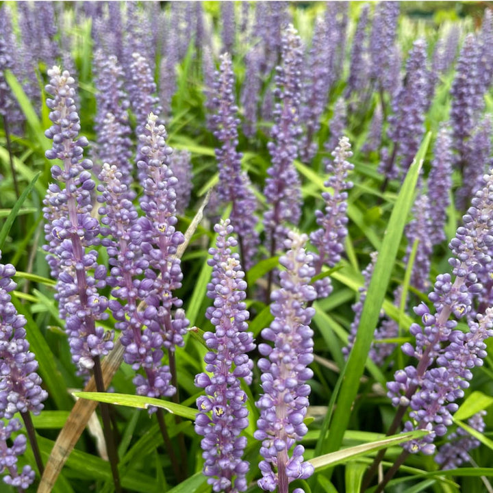 Liriope muscari 'Big Blue'