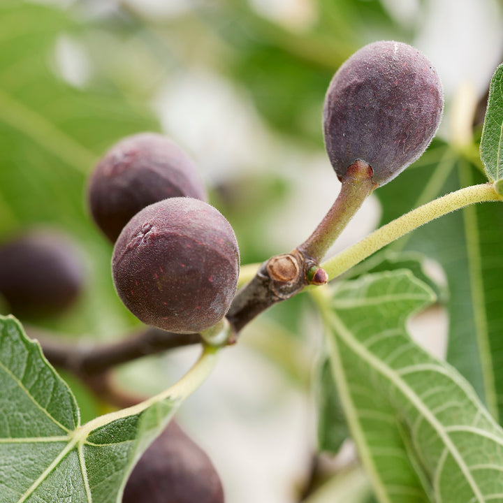 Reife Feigen am Ficus 'Little Firoma'