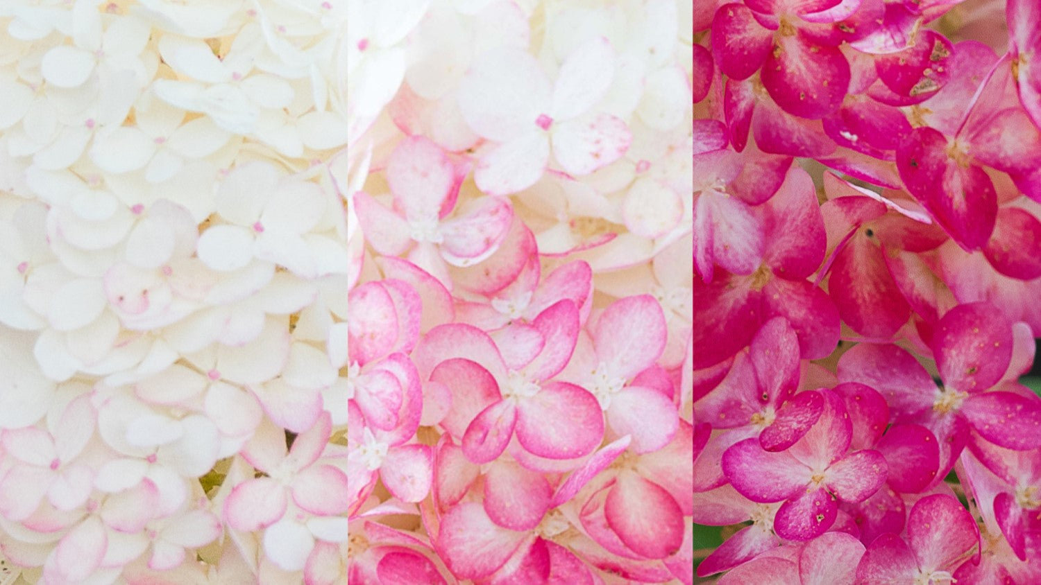 Farbverlauf Blüte der Living Creations® Rispenhortensie