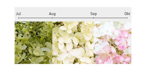 Blütenfarbe Verlauf Rispenhortensie 'Living Royal Flower'®