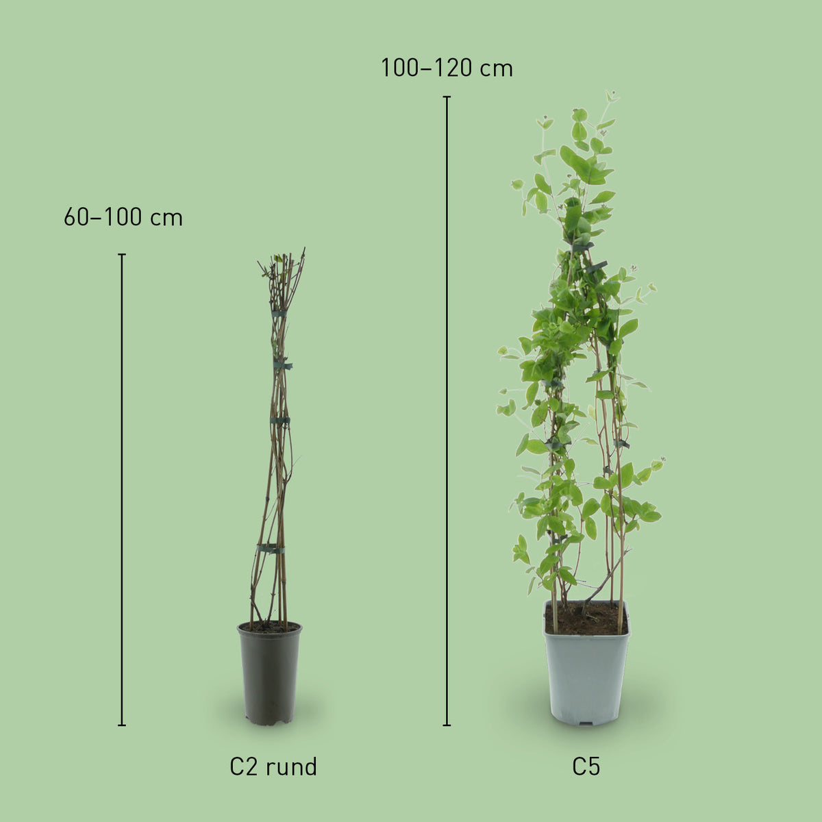 Größe von Lonicera x heckrottii