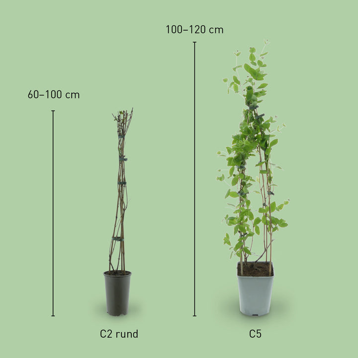 Größe von Lonicera x heckrottii