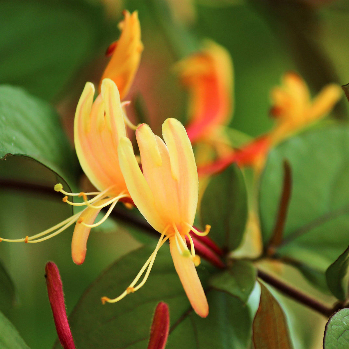 Lonicera henryi 'Copper Beauty'