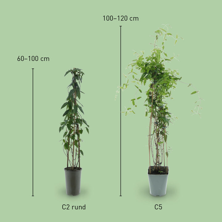 Größe von Lonicera henryi