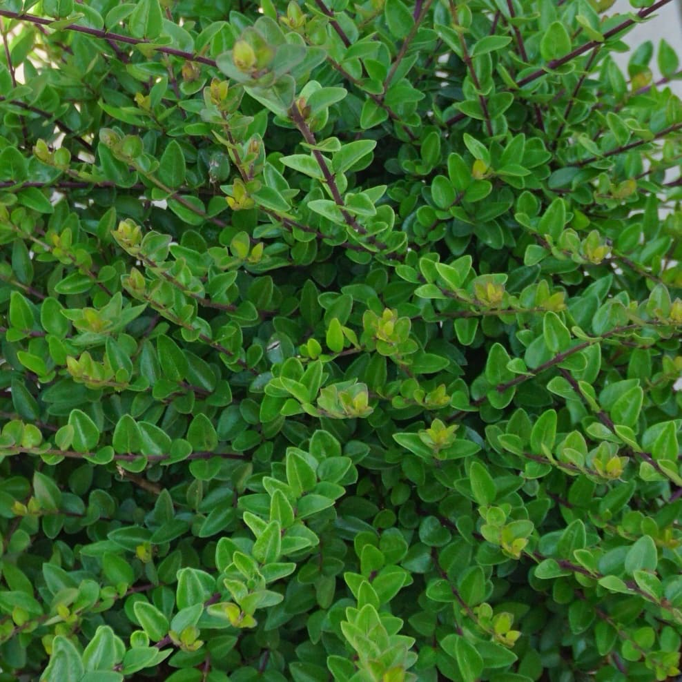 Lonicera nitida Garden Clouds® 'Copper Glow'®