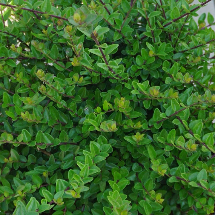 Lonicera nitida Garden Clouds® 'Copper Glow'®